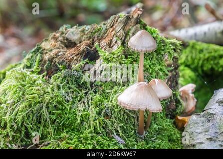 Little white mushrooms in the forest of Appelbergen, Netherlands Stock Photo