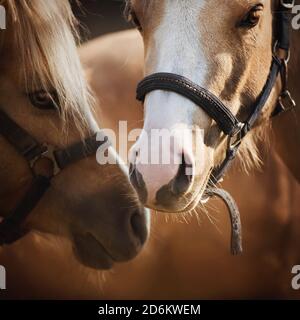 Portrait of two beautiful light horses with bridles on their muzzles, which tenderly stand next to each other, illuminated by sunlight. Love. Livestoc Stock Photo