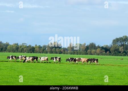 Close Up Of A Group Of Cows At Abcoude The Netherlands 12-10-2020 Stock Photo