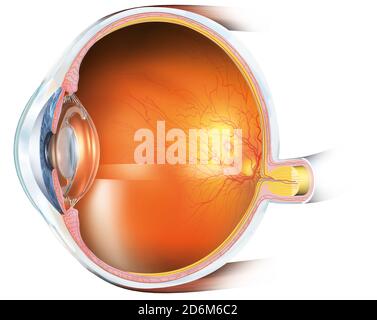 Medically 3D illustration showing human eye with artificial lens, retina, pupil, iris, anterior chamber, posterior chamber, ciliary body, eye ball, bl Stock Photo