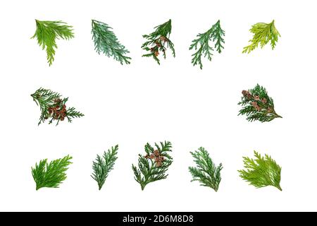 Cedar cypress leaf collection forming an abstract border on white background. Top view, flat lay, copy space. Stock Photo