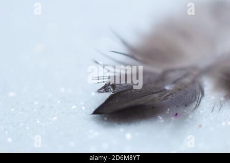 wings bird Soft pastel detail of design background wallpaper Abstract Stock Photo