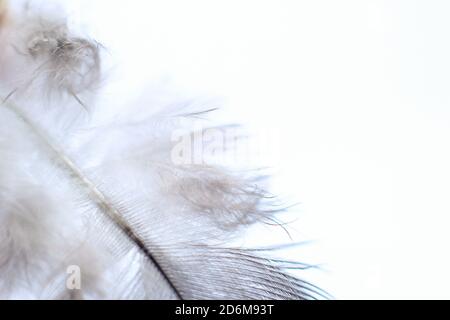 wings bird Soft pastel detail of design background wallpaper Abstract Stock Photo