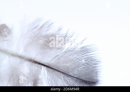 wings bird Soft pastel detail of design background wallpaper Abstract Stock Photo