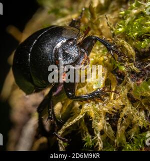 A closeup picture of a beetle bug in a forest. Dark brown and orange leaves in the background. Picture from Bokskogen, Malmo, southern Sweden Stock Photo