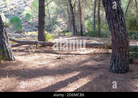 Fallen pine tree in path through mediterranean pine forest Stock Photo