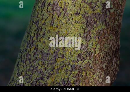 Moss on wood texture . Selective focus on blurred background Stock Photo