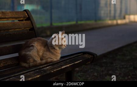 cat sitting on wooden bench in a city park Stock Photo