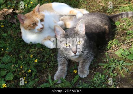 Two cats in the green garden, relaxing, looking at camera Stock Photo