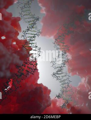 DNA, carrying genetic instructions, resides in the cells nucleus where it interacts with various proteins in various processes, such as replication. Stock Photo