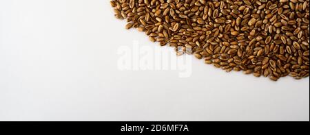 wheat grains on a white background, natural dry grain on the right top side, isolated wheat grains, macro shot. Web banner for the site. blank space f Stock Photo