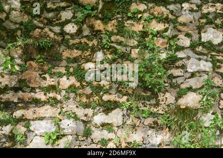 background - mossy wall made of raw limestone Stock Photo