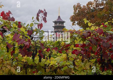 View of the Pagoda at Kew Botanical Gardens through the vines in Autumn Stock Photo