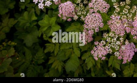 Close up of pink and white flowers Stock Photo