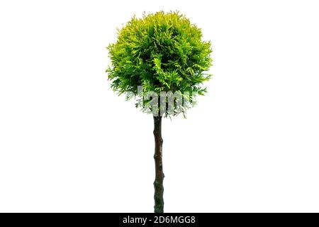 Thuja occidentalis smaragd Isolated on white background with clippong path.Ggreen thuja isolated on white background. Evergreen coniferous tree. Cypre Stock Photo