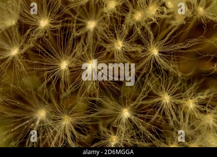 macro shot of a dandelion blowball Stock Photo