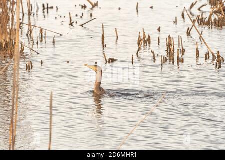 Juvenile Double Crested Cormorant in a Pond in the Santee Coastal Preserve in South Carolina Stock Photo