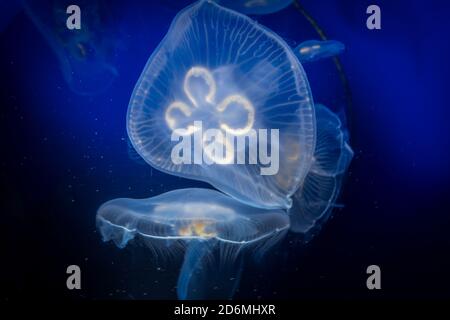 Common jellyfish, Aurelia aurita, underwater close-up view