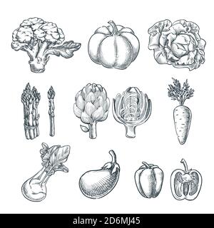 Farm fresh vegetables set. Vector sketch illustration. Hand drawn isolated broccoli, pumpkin, asparagus, artichoke, kohlrabi. Autumn farming and harve Stock Vector