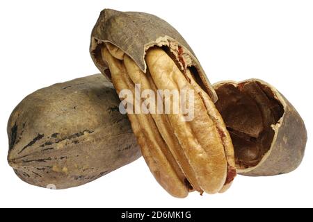 pecan nuts isolated on white background Stock Photo