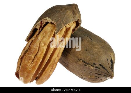 pecan nuts isolated on white background Stock Photo