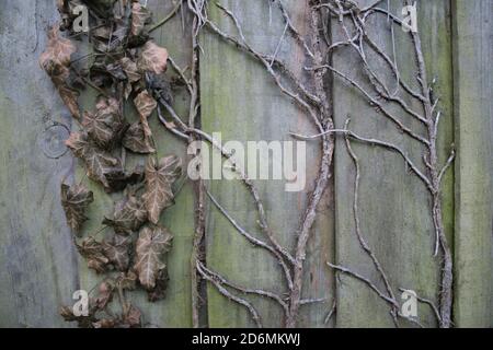 Close up of dried ivy leaves on old wooden fence with colours of green moss and aged brown dead leaves and wooden fence organic garden Autumn Stock Photo