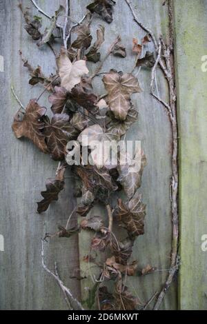 Close up of dried ivy leaves on old wooden fence with colours of green moss and aged brown dead leaves and wooden fence organic garden Autumn Stock Photo