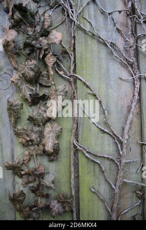 Close up of dried ivy leaves on old wooden fence with colours of green moss and aged brown dead leaves and wooden fence organic garden Autumn Stock Photo