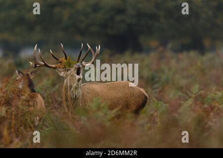 Bushy Park, London, UK. 18th October, 2020. Red Deer Stag (Cervus elaphus) barking as a warning signal to nearby stags to mark his territory.Credit: amanda rose/Alamy Live News Stock Photo