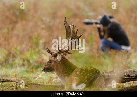 Bushy Park, London, UK. 18th October, 2020. Fallow deer buck (dama dama) relaxing amonst the autumn braken while a female photographer crouches in the background. Credit: amanda rose/Alamy Live News Stock Photo