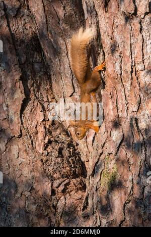 Red Squirrel, Sciurus vulgaris, in a Scots Pine tree, Dumfries & Galloway, Scotland Stock Photo