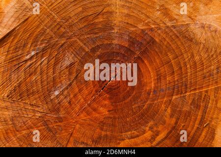 Section of a chopped trunk with aging circles as background Stock Photo