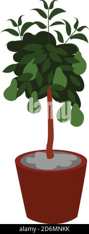 Avocado tree in a pot, illustration, vector on white background Stock Vector