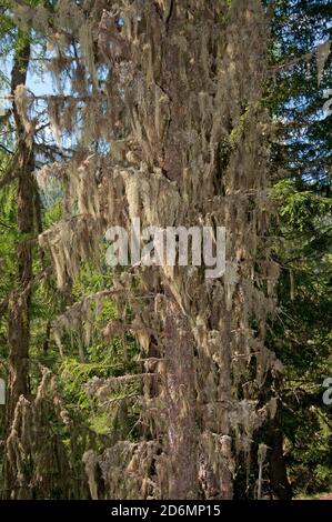 Conifer tree with Old Man's Beard or Methuselah's Beard lichen (Usnea longissima or Dolichousnea longissima), Martell Valley, Trentino-Alto Adige Stock Photo