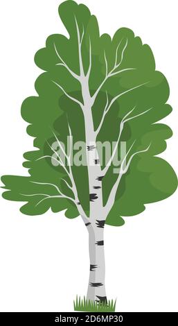 Tall birch, illustration, vector on white background Stock Vector