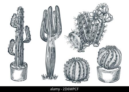 Cactuses and succulents vector sketch illustration. Desert nature plants, hand drawn print design elements set. Stock Vector