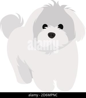 White bichon, illustration, vector on white background Stock Vector