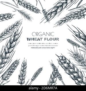 Wheat flour label design template. Sketch vector illustration of cereal ears. Bakery package background. Stock Vector