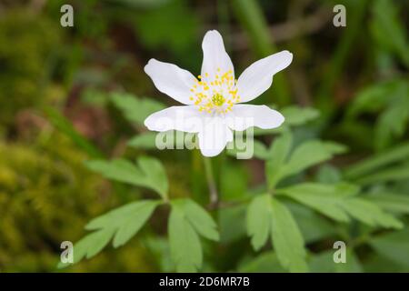 Wood Anemone, Anemone nemorosa, in woodland, Dumfries & Galloway, Scotland Stock Photo