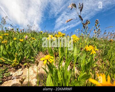 Surrounded by daisies on Kokomo Pass, Colorado Trail, Breckenridge, Colorado Stock Photo