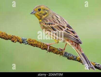 Classic good shot of Male Yellowhammer (emberiza citrinella) perched on lichen covered branch with clean green background Stock Photo