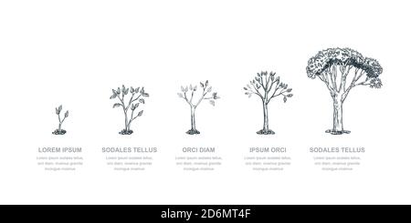 Five stages of growing tree, vector sketch illustration. Investment and finance growth business concept. Infographic design template. Stock Vector