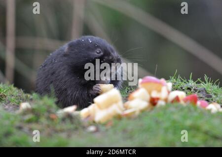 Water vole eating Stock Photo