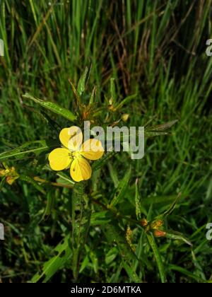 Yellow flower Ludwigia octovalvis is a herbaceous plant species. Ludwigia octovalvis belongs to the genus ludwigior, and the family downyx plants. Stock Photo