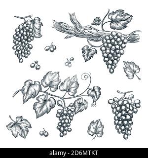 Grape on vine vector sketch illustration. Hand drawn isolated design elements. Stock Vector