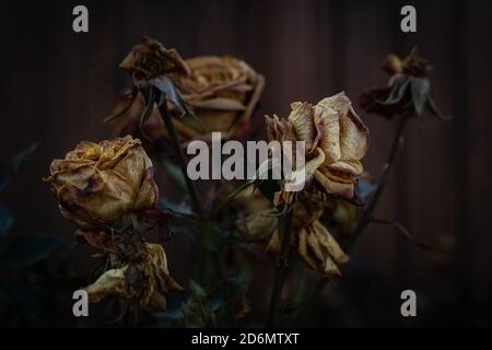 Dry rose buds dramatic effect, selective focus, shallow depth of field Stock Photo