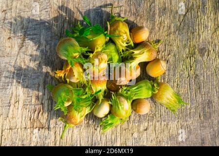Green hazelnuts on the wooden table, autumn harvest of nuts Stock Photo