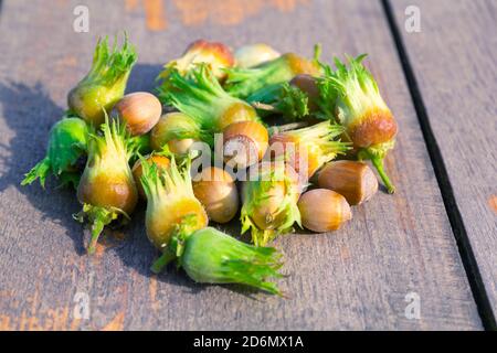 Green hazelnuts on the wooden table, autumn harvest of nuts Stock Photo