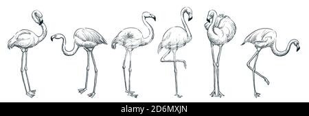 Flamingo in various poses, vector sketch illustration. Tropical birds hand drawn print design elements set. Stock Vector