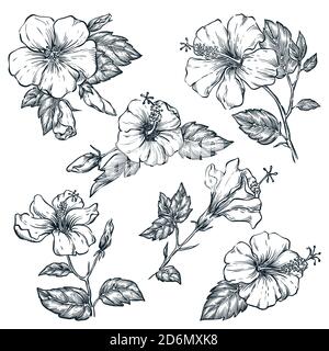 Tropical flowers set, vector sketch illustration. Hand drawn tropic nature and floral design elements. Hibiscus isolated on white background. Stock Vector